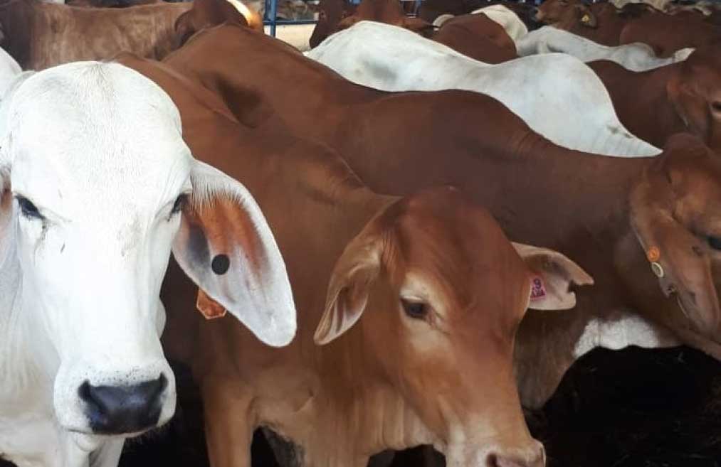 Populasi Sapi di Tuban Ditarget Kembali di Atas 300 Ribu Ekor - Radar Tuban