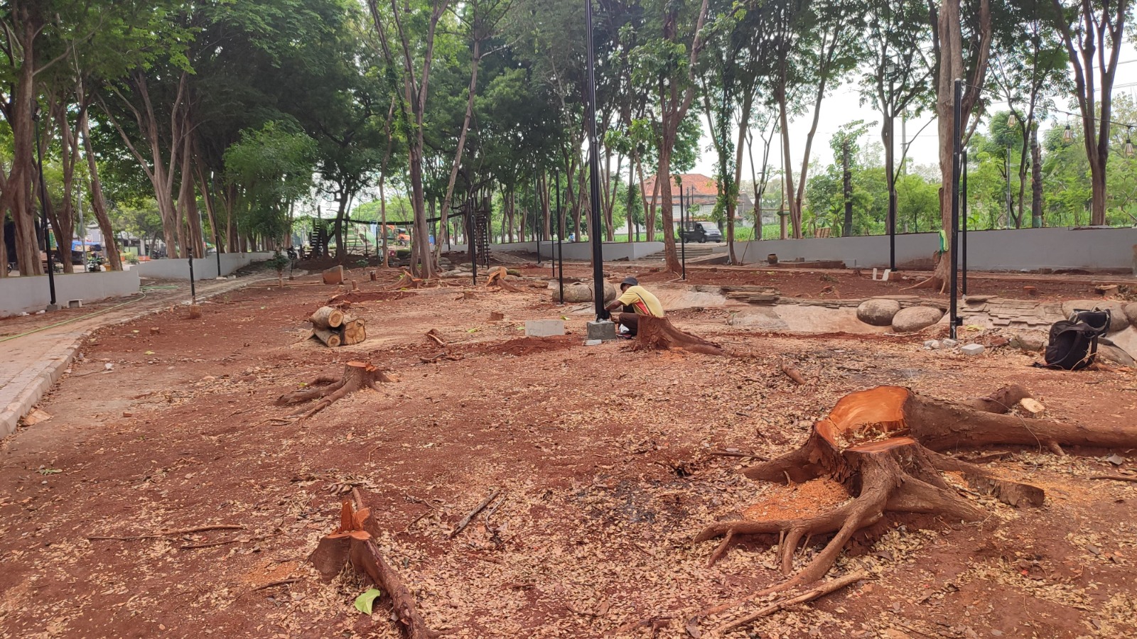 Puluhan pohon penghijauan yang ditebang imbas dari renovasi Taman Kota Tuban.