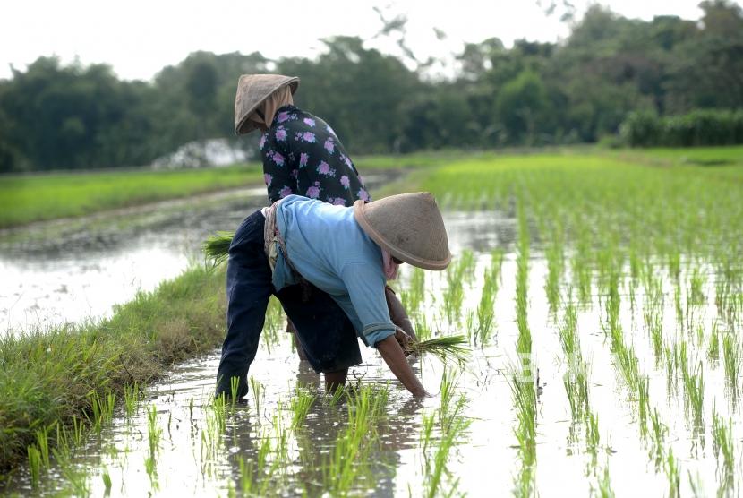 Ilustrasi petani menanam padi