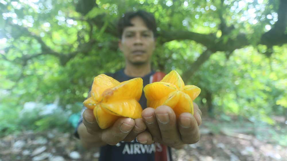 TAK MAKSIMAL: Salah satu petani belimbing di Desa Tasikmadu, Kecamatan Palang menunjukkan hasil panen yang harganya merosot.