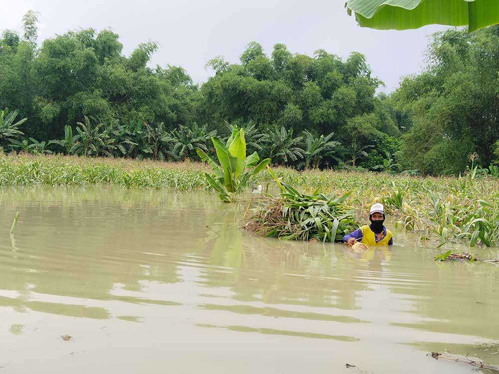 PANEN DINI: Salah satu petani di Desa Kedungsoko, Kecamatan Plumpang memanen tanaman jagungnya ditengah banjir.