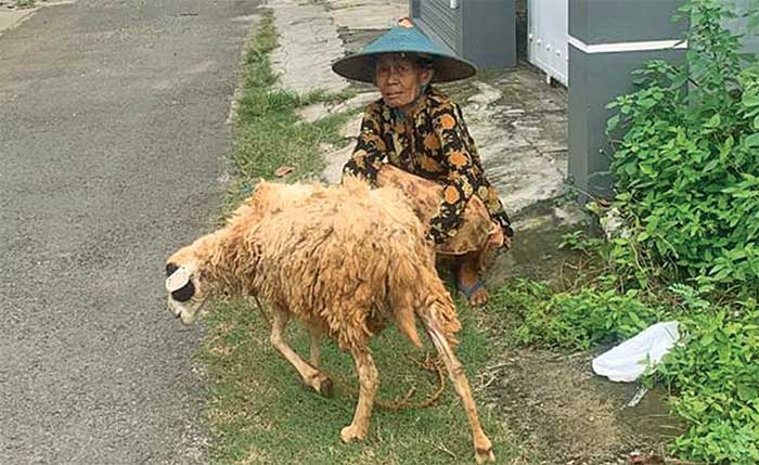 MENGGEMBALA DI PERUMAHAN ELIT: Samijah menunggui dua kambingnya merumput di kawasan Perum Puri Indah Tuban, Minggu (11/2).