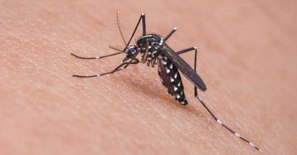 Nyamuk aedes aegypti
