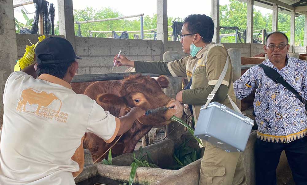 ANTISIPASI: DKP2P Tuban melakukan vaksinasi di salah satu peternakan sapi di Kecamatan Bangilan akhir Februari lalu.