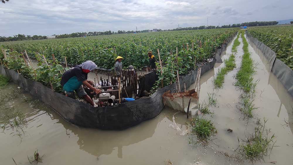 MERANA: Petani melon di Desa Klotok, Kecamatan Plumpang berusaha keras menguras air yang menggenangi lahan yang ditanami melon.