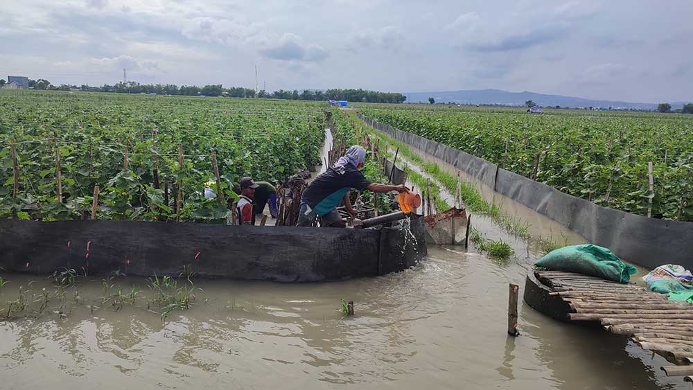 GAGAL PANEN: Petani melon di Desa Klotok, Kecamatan Plumpang yang terancam merugi karena lahannya tergenang banjir Bengawan Solo.