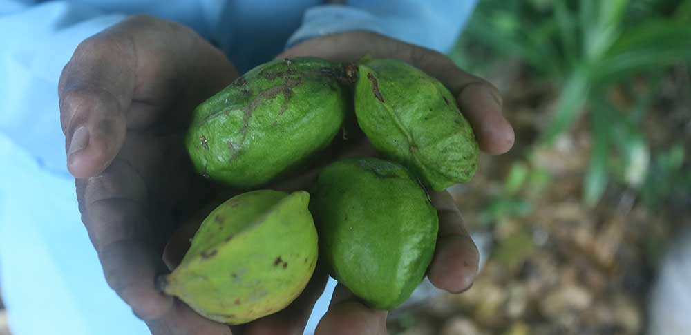 Buah Gayam