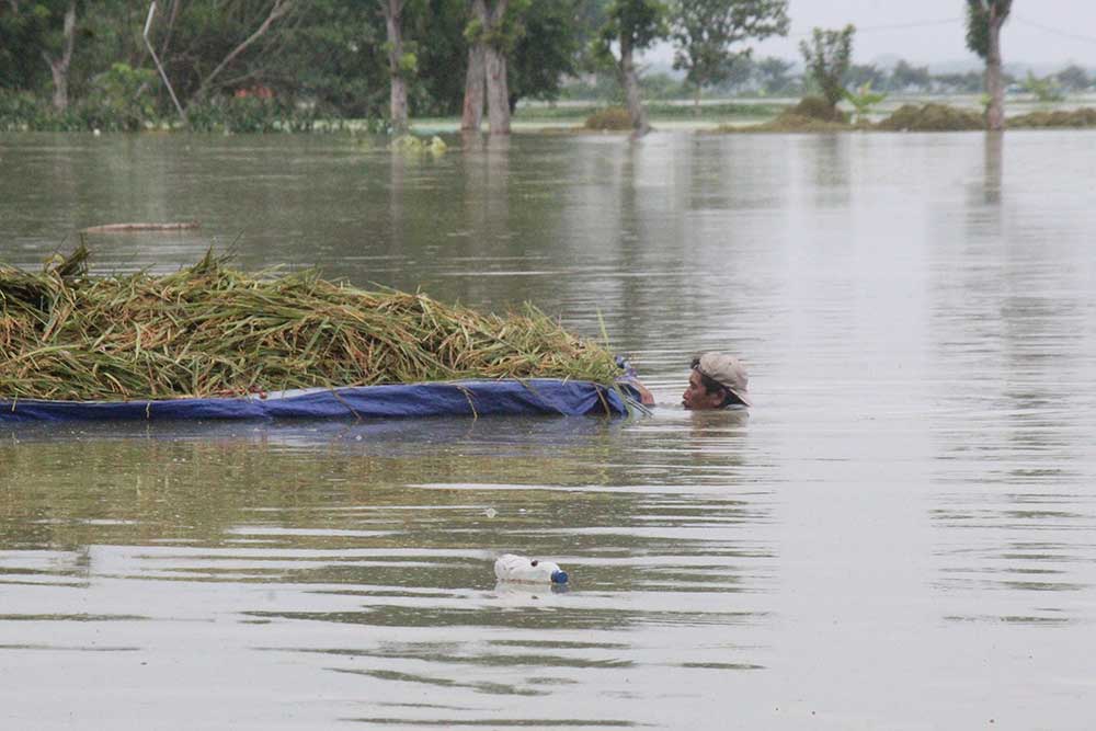 Salah satu petani di Dusun Mejeruk, Desa Bulurejo yang menyelamatkan padinya di tengah kepungan banjir.