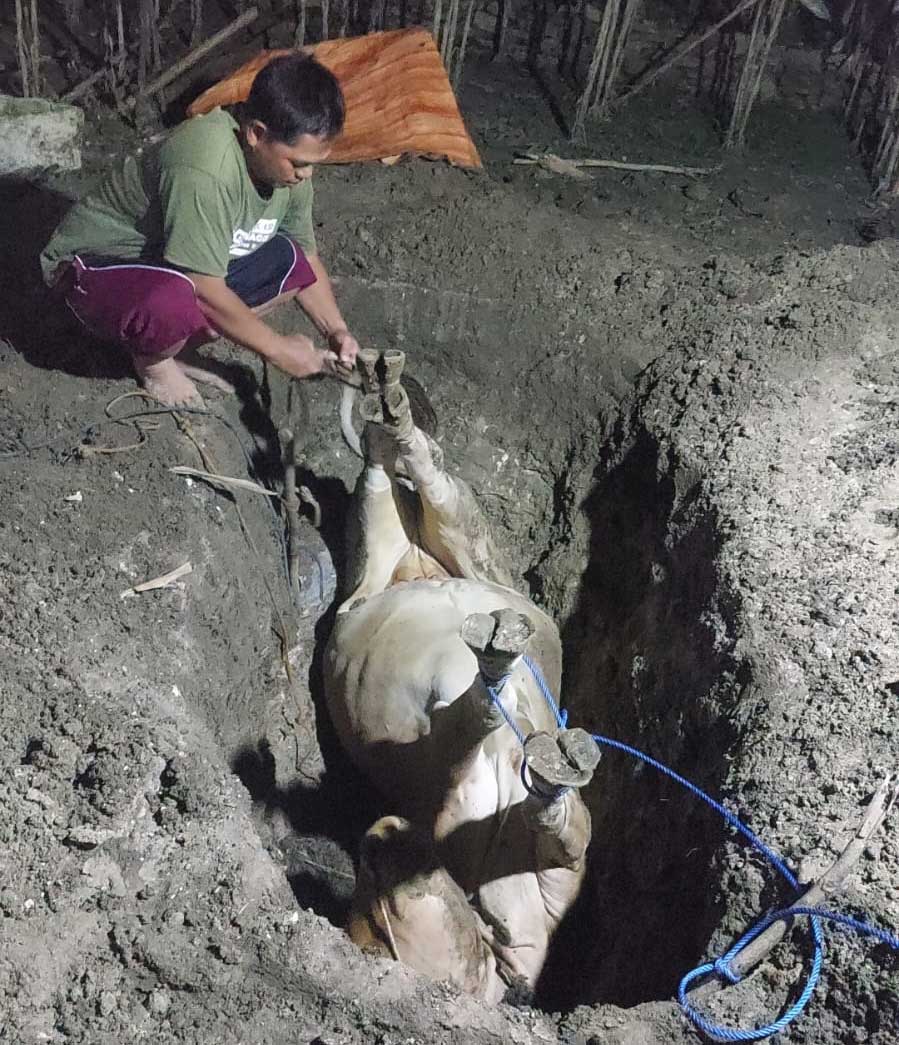 DIKUBUR: Proses penguburan sapi milik salah satu warga di Dusun Timang, Desa Grabagan, Minggu (31/3).