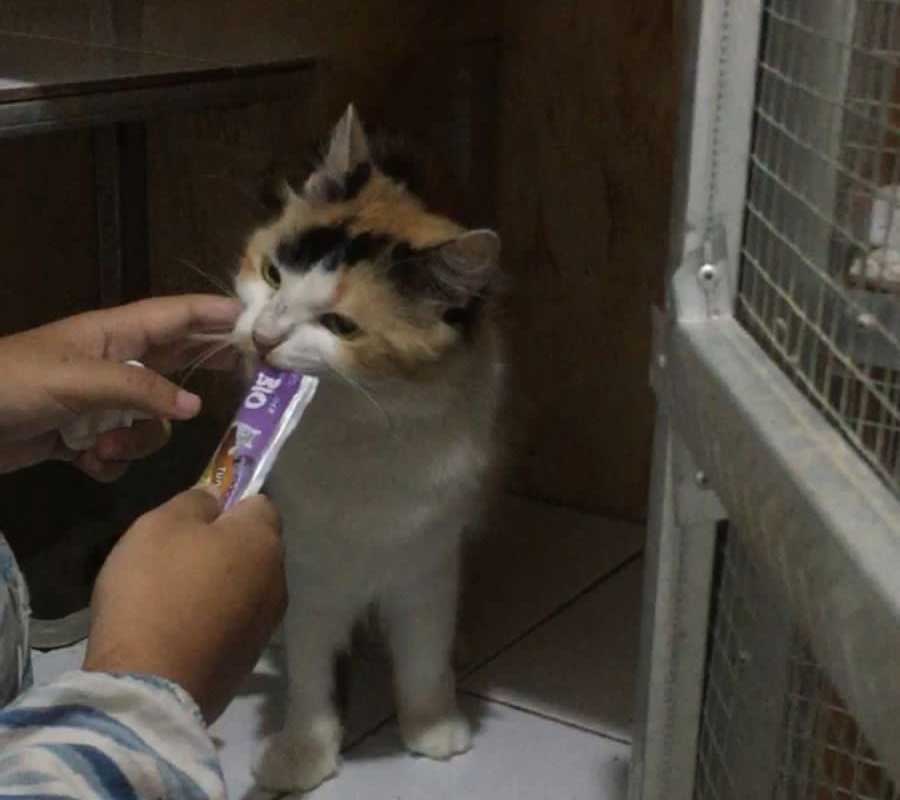 DIRAWAT: Salah satu kucing saat diberi makan di tempat penitipan.