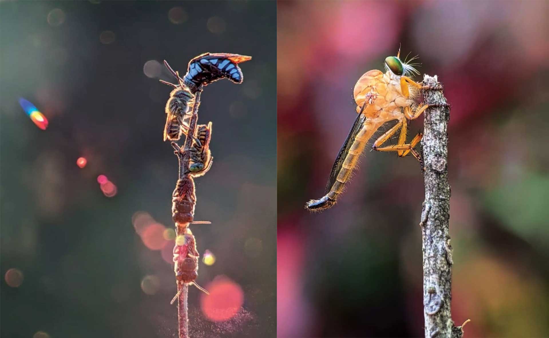 Hasil jepretan fotografi mikro komunitas Tuban Phone Photography (TPP).