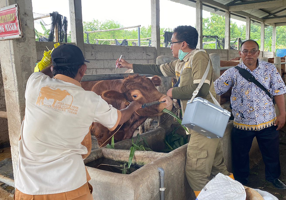 CEGAH PENYAKIT: Pemberian vaksin sapi untuk mencegah wabah penyakit berbahaya.