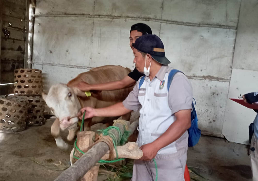 PASTIKAN HEWAN SEHAT: Dinas Ketahanan Pangan, Pertanian dan Perikanan saat melakukan pengecekan kesehatan sapi menjelang Idul Adha.