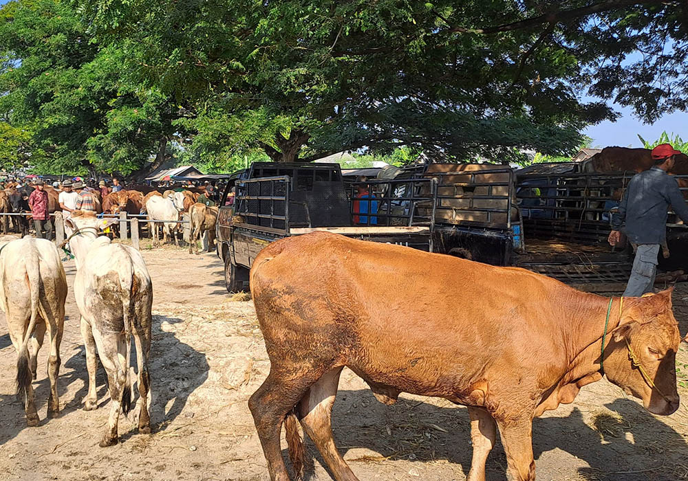 DIPASTIKAN AMAN: Aktivitas jual beli sapi di Pasar Hewan Kerek di Desa Margomulyo, Kecamatan Kerek.