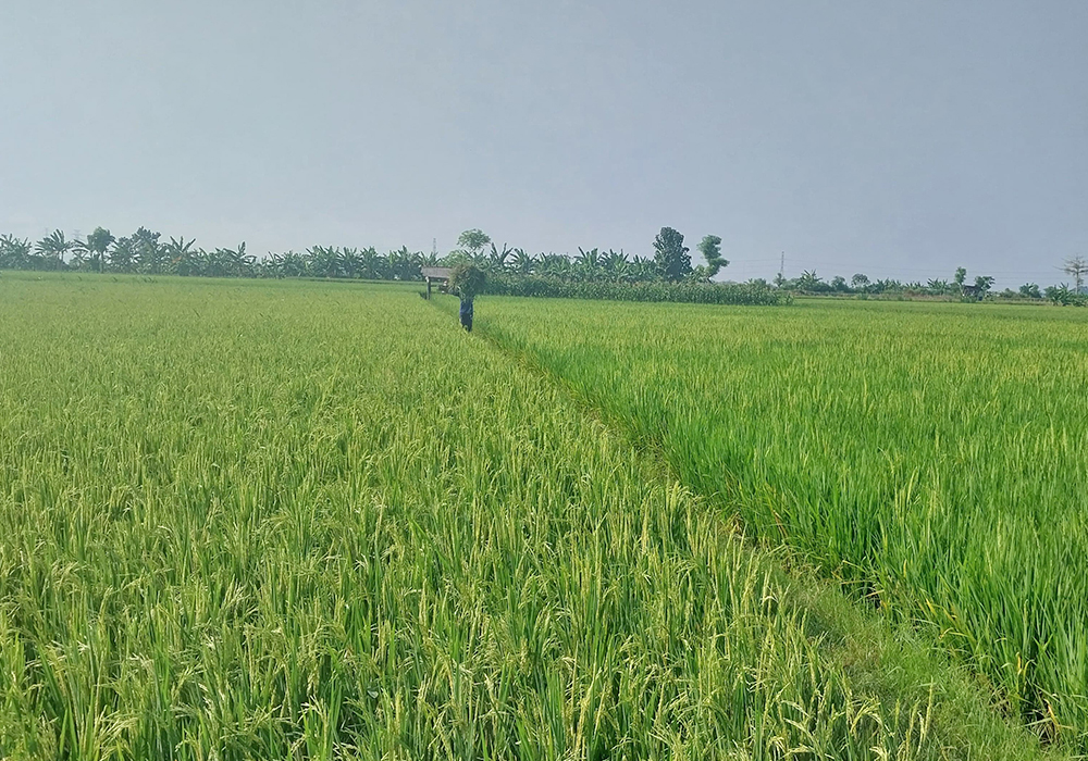 Terlalu banyak air pasca irigasi bermasalah justru bikin padi kontet.