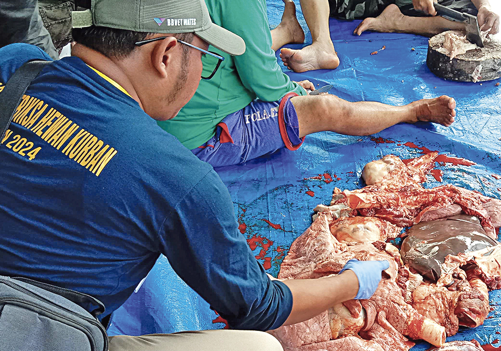 TELITI: Pengecekan daging kurban oleh petugas kesehatan hewan saat Hari Raya Idul Adha, kemarin (17/6).