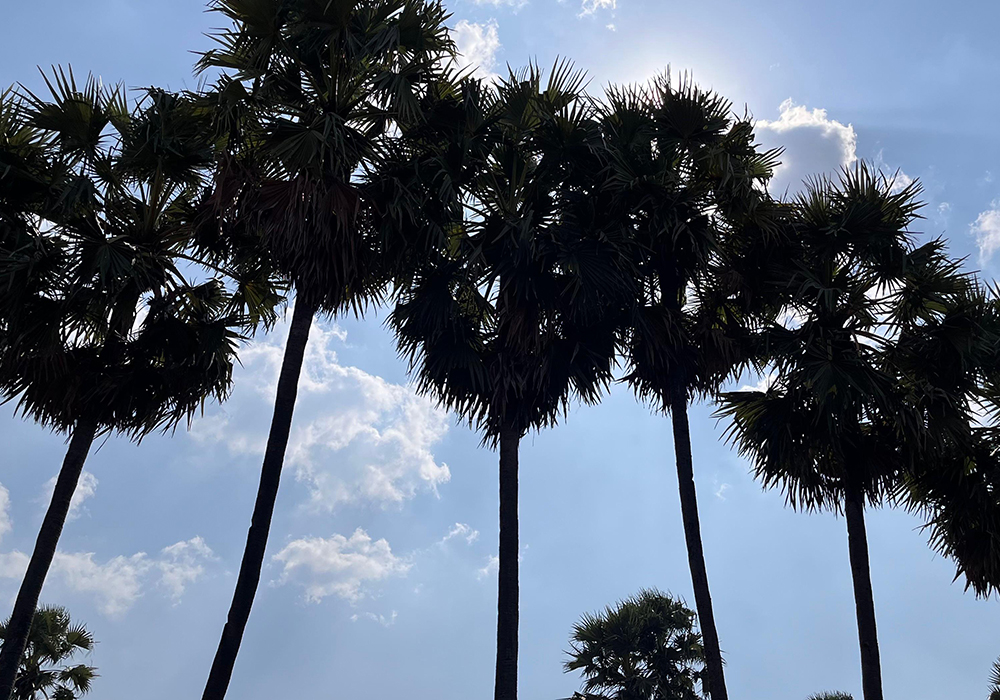 Pohon siwalan yang banyak tumbuh di Desa Tegalagung, Kecamatan Semanding.