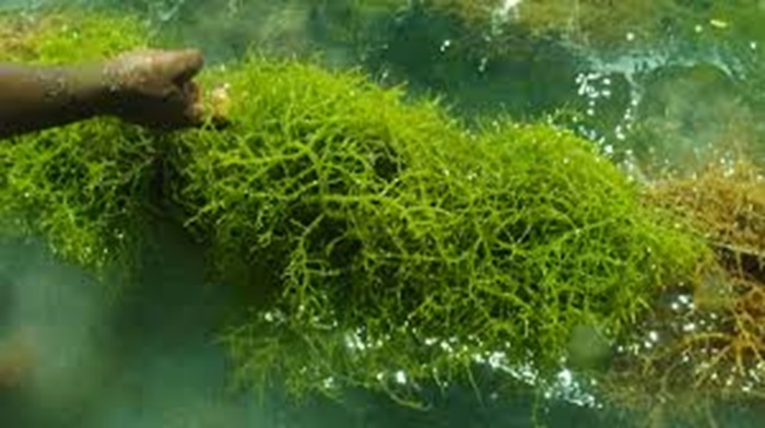 Manfaat rumput laut yang luar biasa bagi tubuh.
