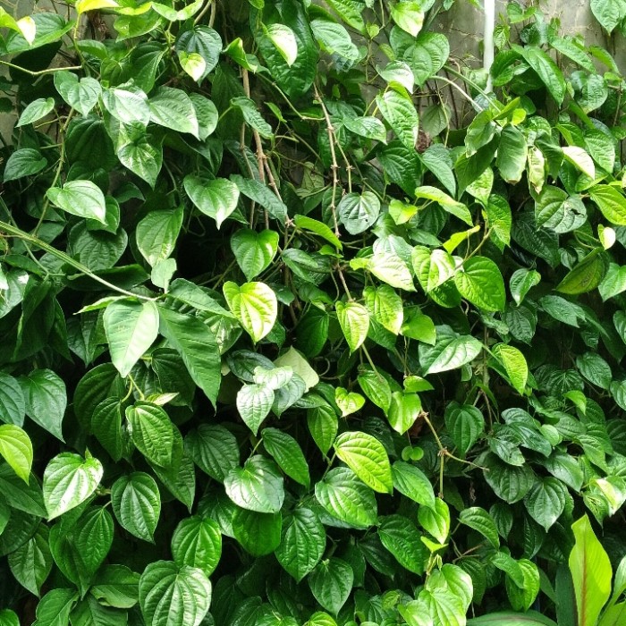 Manfaat daun sirih untuk diabetes dan banyak lagi lainnya.