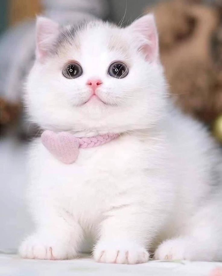 Ilustrasi bahaya konsumsi daging kucing.