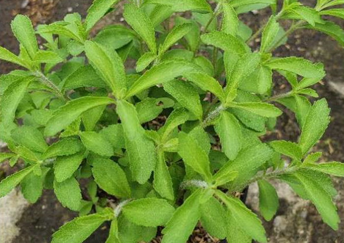 Daun stevia yang disebut pengganti gula dengan banyak manfaat.
