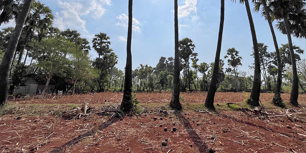 Salah satu lahan pertanian di Tuban yang ditanami jagung.
