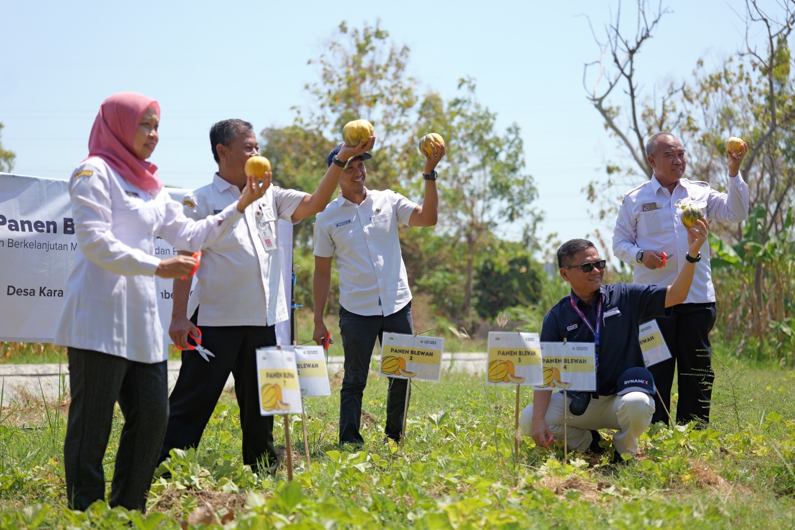 SBI panen blewah Banaran, Kamis 4 September 2024.