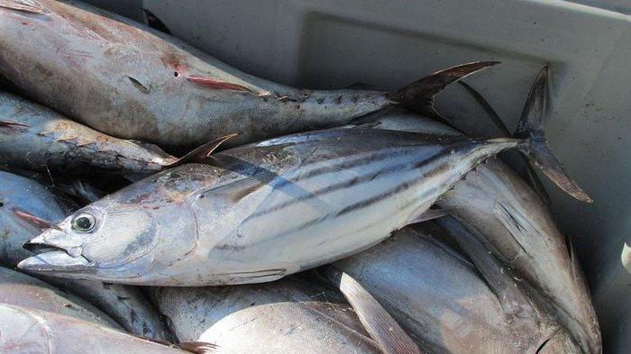 Ikan laut yang memiliki banyak manfaat jika dikonsumsi rutin.