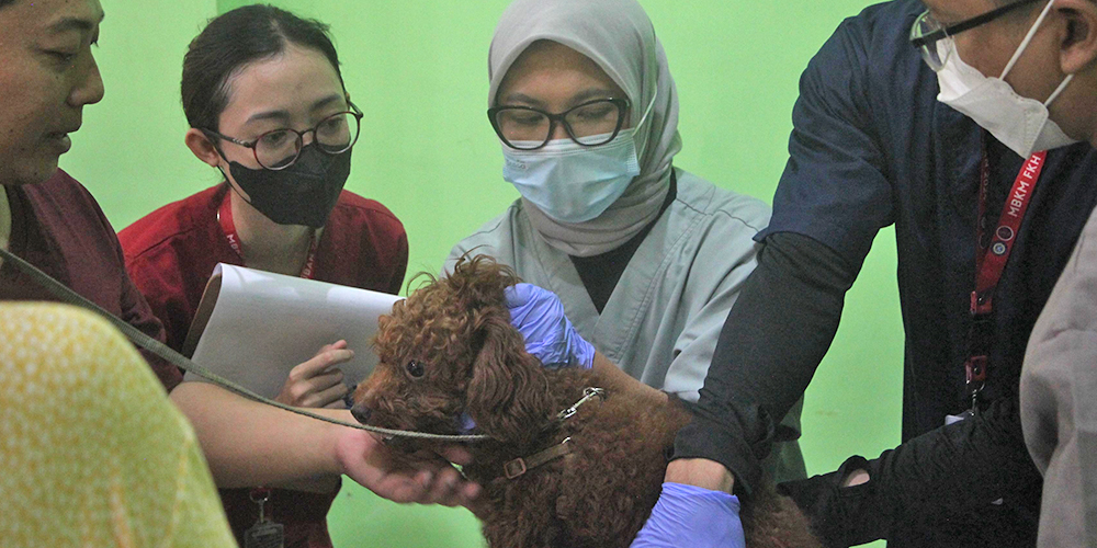 Proses vaksinasi rabies pada salah satu anabul dalam rangka World Rabies Day, kemarin (3/10).