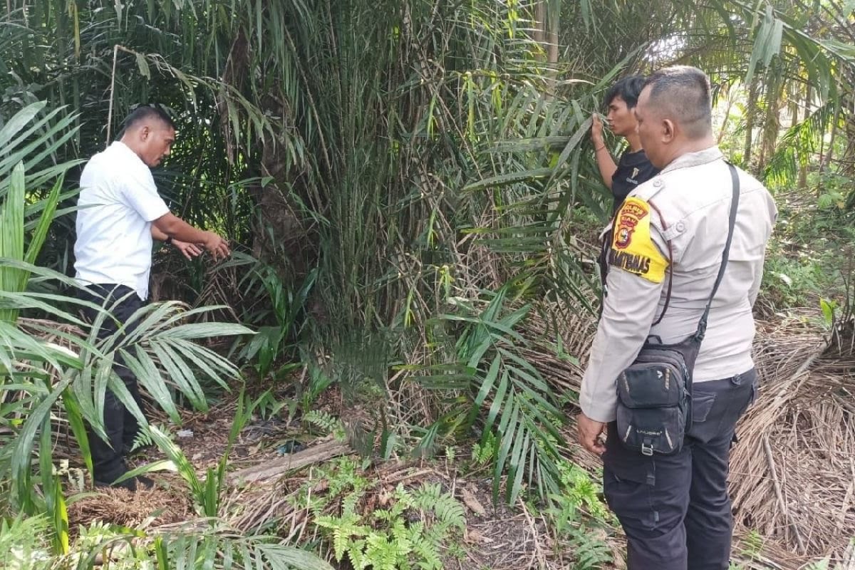 Polisi saat melakukan olah TKP pemerkosaan siswi di Siak.