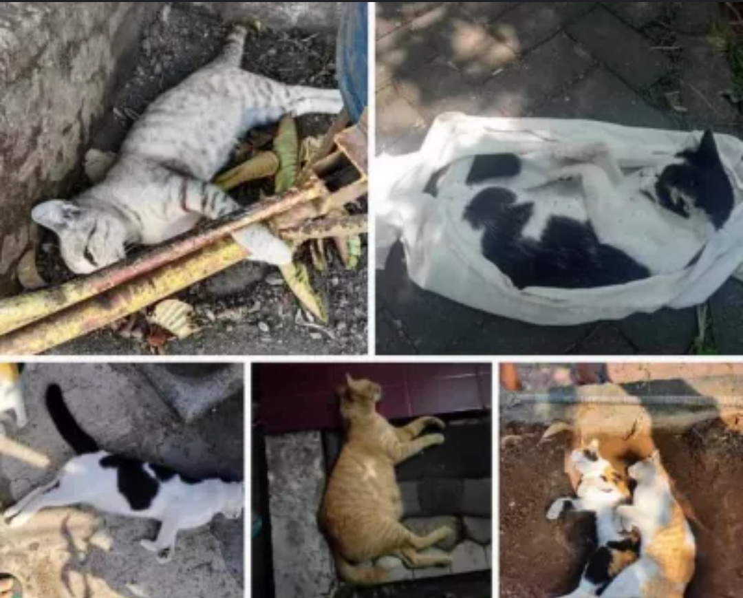Potret belasan kucing yang meninggal misterius di Malang diduga diracun orang.