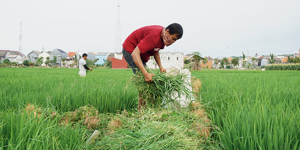 Petani di Desa Kembangbilo terus meningkatkan produksi padinya, baru panen beberapa waktu lalu sudah ditanami lagi.