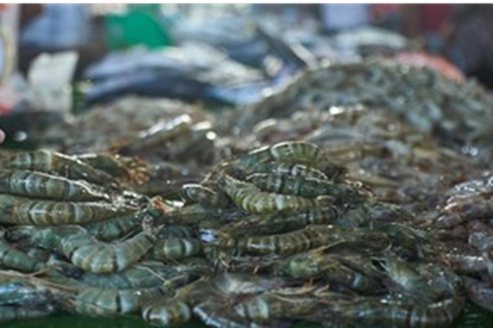 Ilustrasi pabrik udang.
