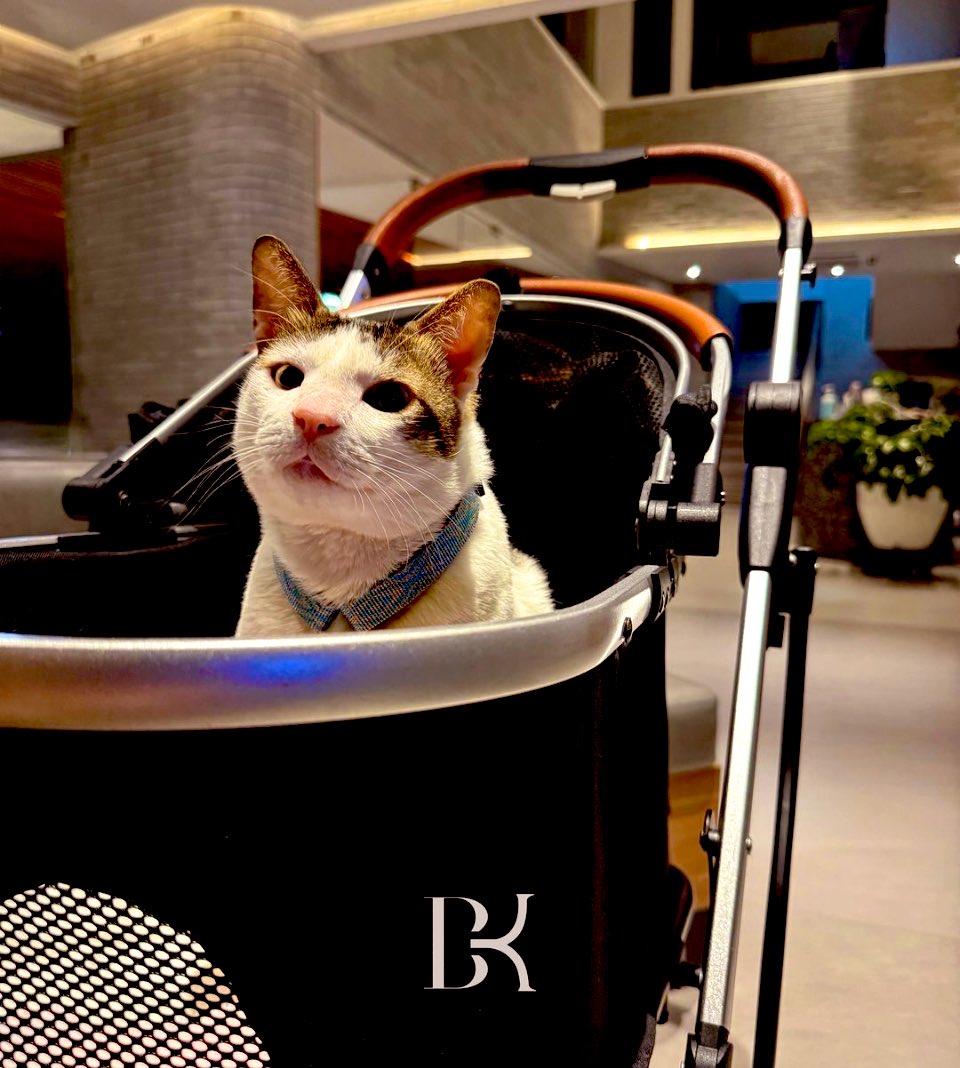 Bobby Kertanegara, kucing Prabowo Subianto.