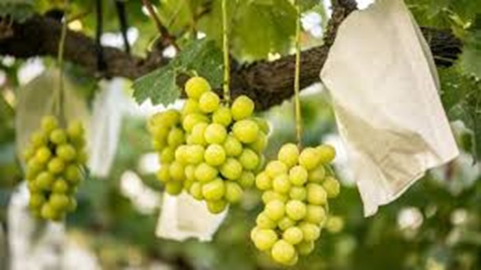 Anggur shine muscat.