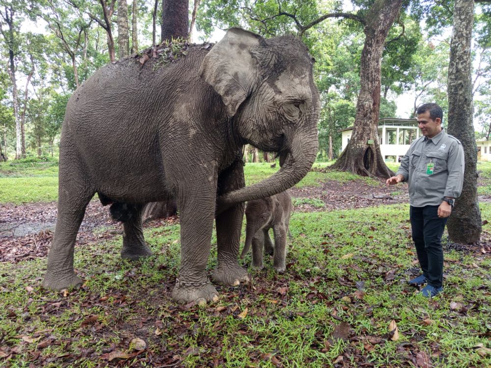 Induk gajah dengan bayi barunya yang lahir dengan sehat.