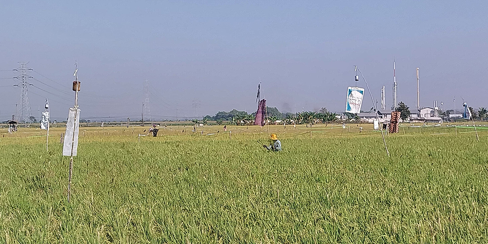 Petani sedang menggarap sawahnya. Di Tuban, pekerja paling banyak didominasi petani.