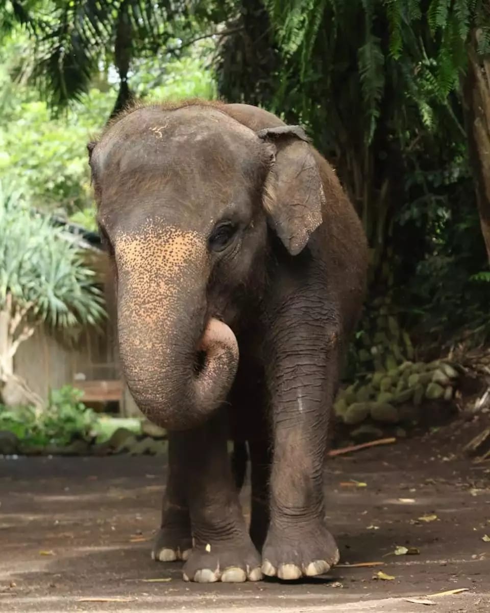 Gajah Molly ditemukan mati usai terseret sungai