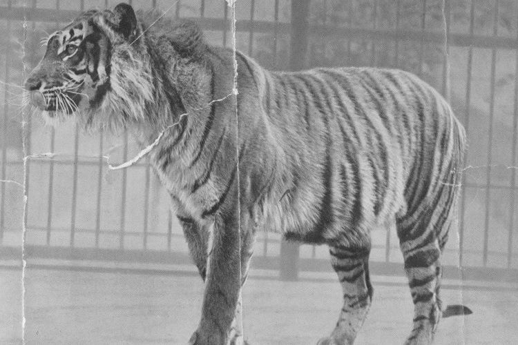 Potret Harimau Jawa