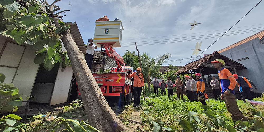 Petugas BPBD Tuban melakukan evakuasi pohon tumbang di salah satu rumah warga di Kelurahan Gedongombo, Kecamatan Semanding, Senin (13/1).