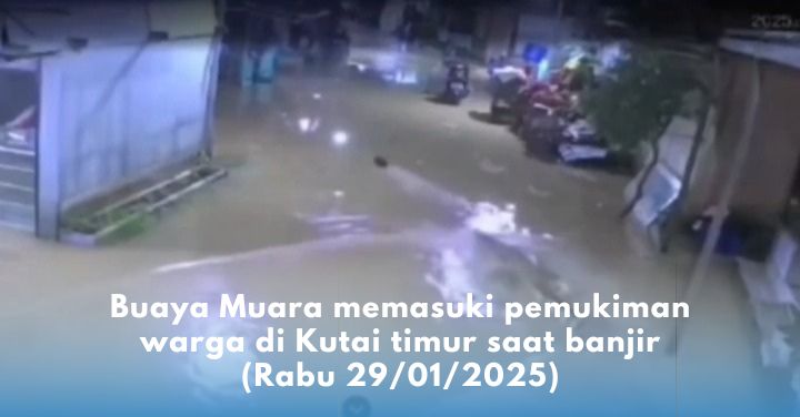 Buaya muara di pemukiman warga Kutai Timur