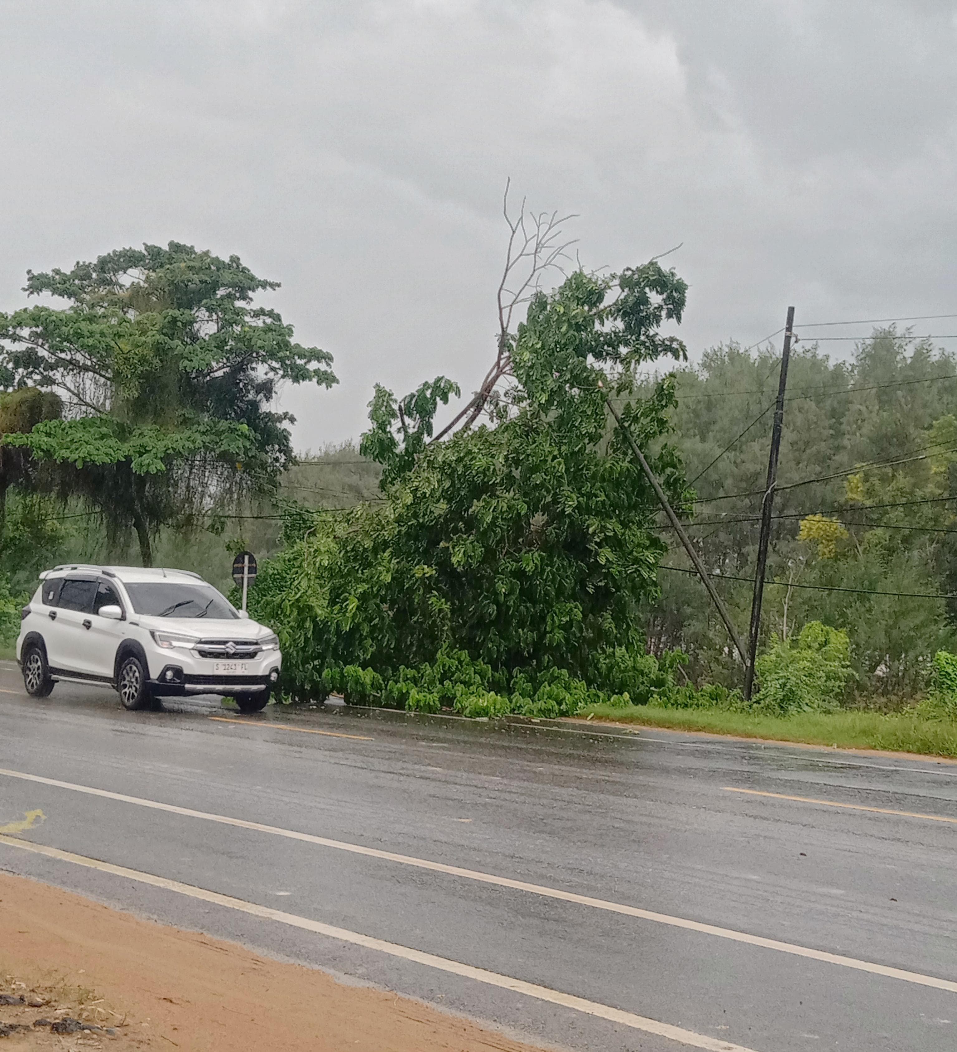 Pohon tubang akibat hujan lebat di desa Sucorejo Kecamatan Jenu