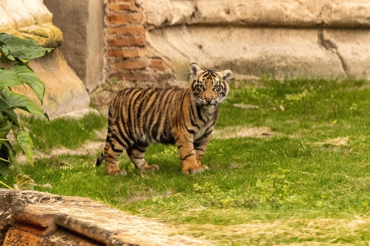 Bayi harimau Sumater bernama Bakso.