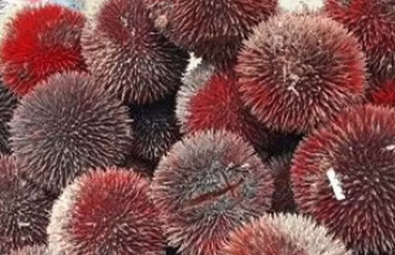 Buah lahung Kalimantan yang kian jarang ditemui.