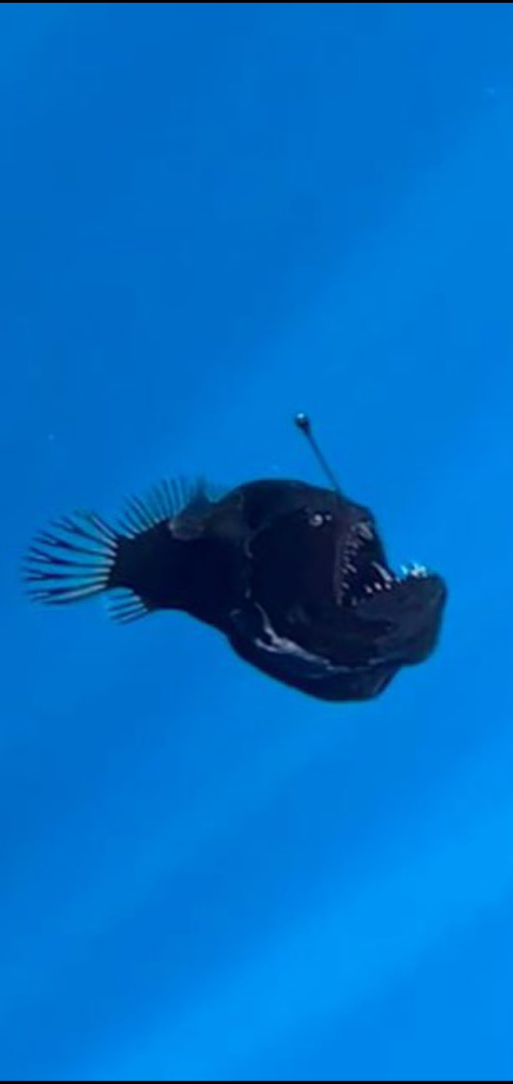 Ikan Monster Hitam