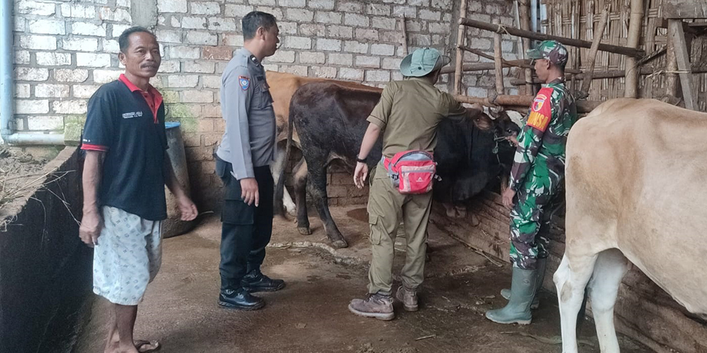 Vaksinasi yang dilakukan oleh petugas kesehatan DKP2P Tuban terhadap salah satu hewan ternak milik warga dalam upaya mencegah wabah PMK.