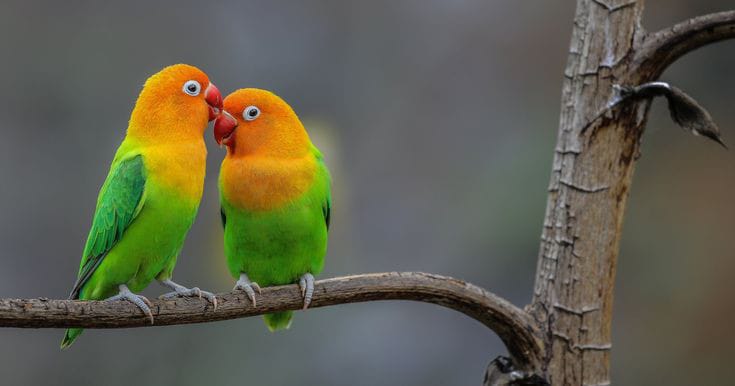 Burung cinta atau lovebird.