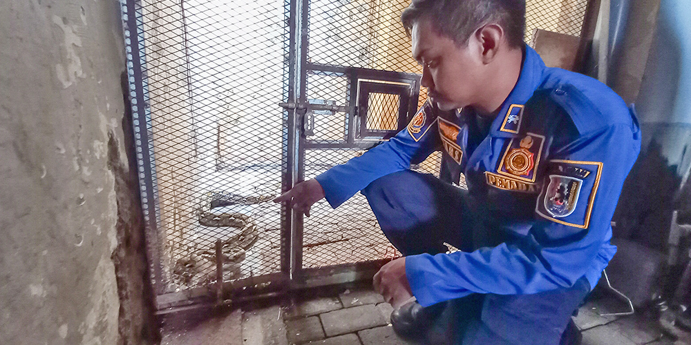 Petugas damkar menunjukkan dua ular phyton yang dievakuasi dari rumah warga.