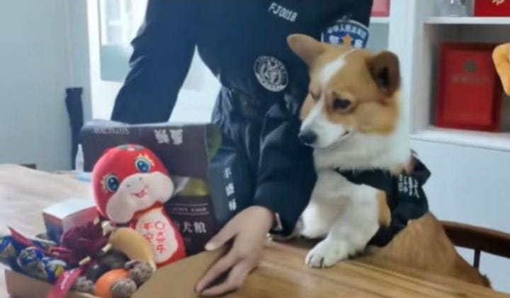 Seekor anjing polisi jenis corgi bernama Fu Zai di Weifang, Provinsi Shandong, China.