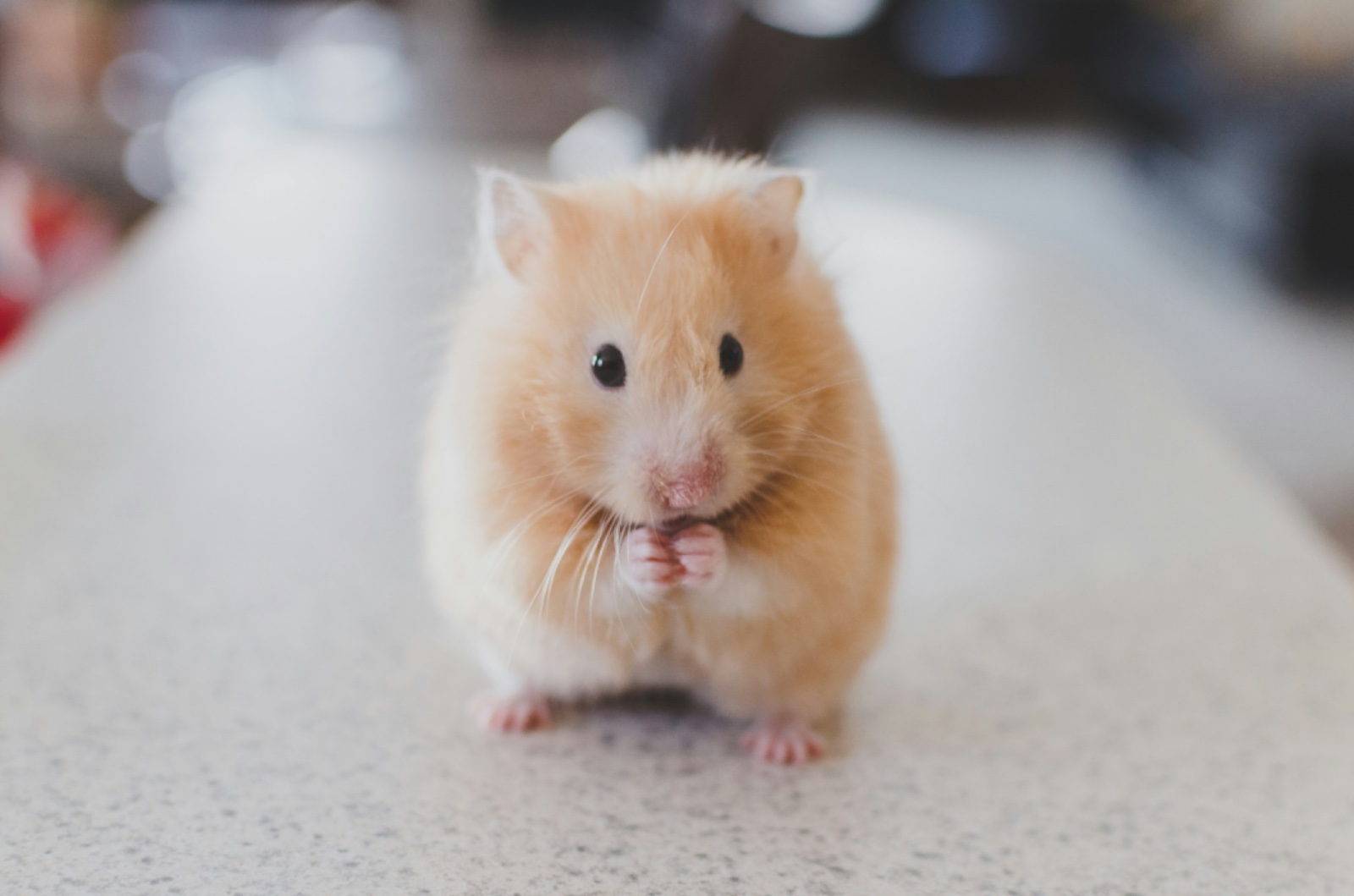 Hamster, hewan peliharaan lucu yang bisa menjadi teman setia saat kamu di rumah.